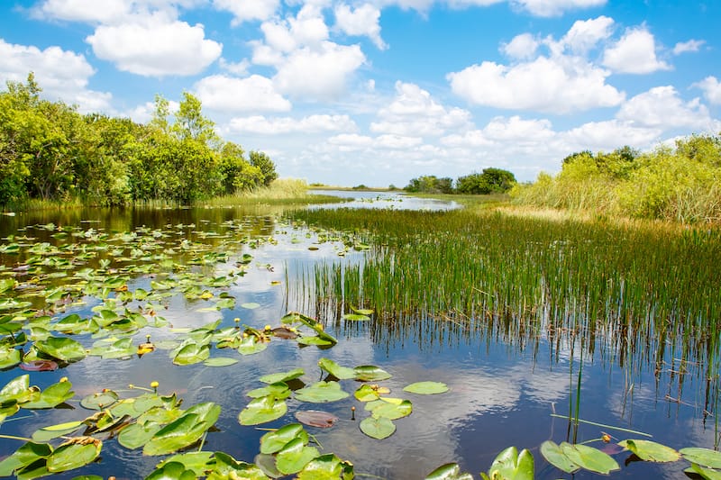 Everglades