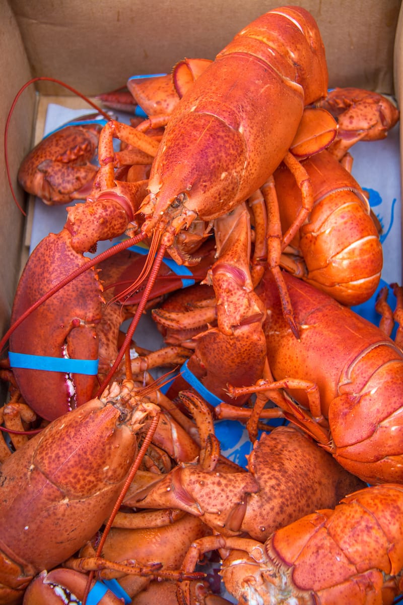 New England lobsters