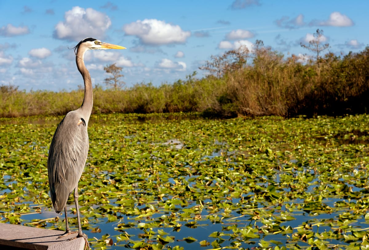 November in the Everglades