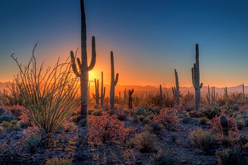 Saguaro in October