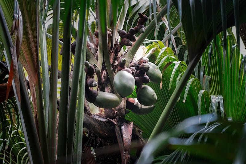 Coco de Mer at Vallee de Mai