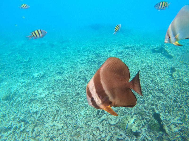 Bleached coral in the Seychelles