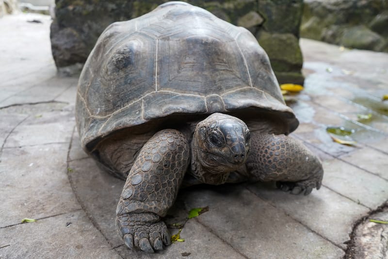 Baby tortoise on Moyenne in the Seychelles