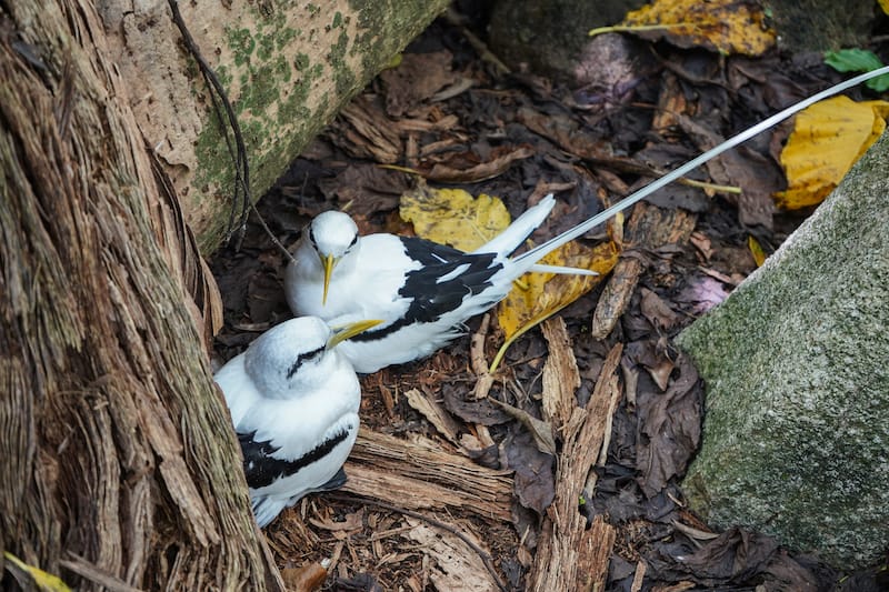 I guess these Cousin Island birds like the mosquitoes ... but I don't.