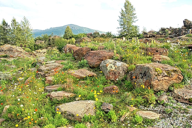 Arctic–Alpine Botanic Garden