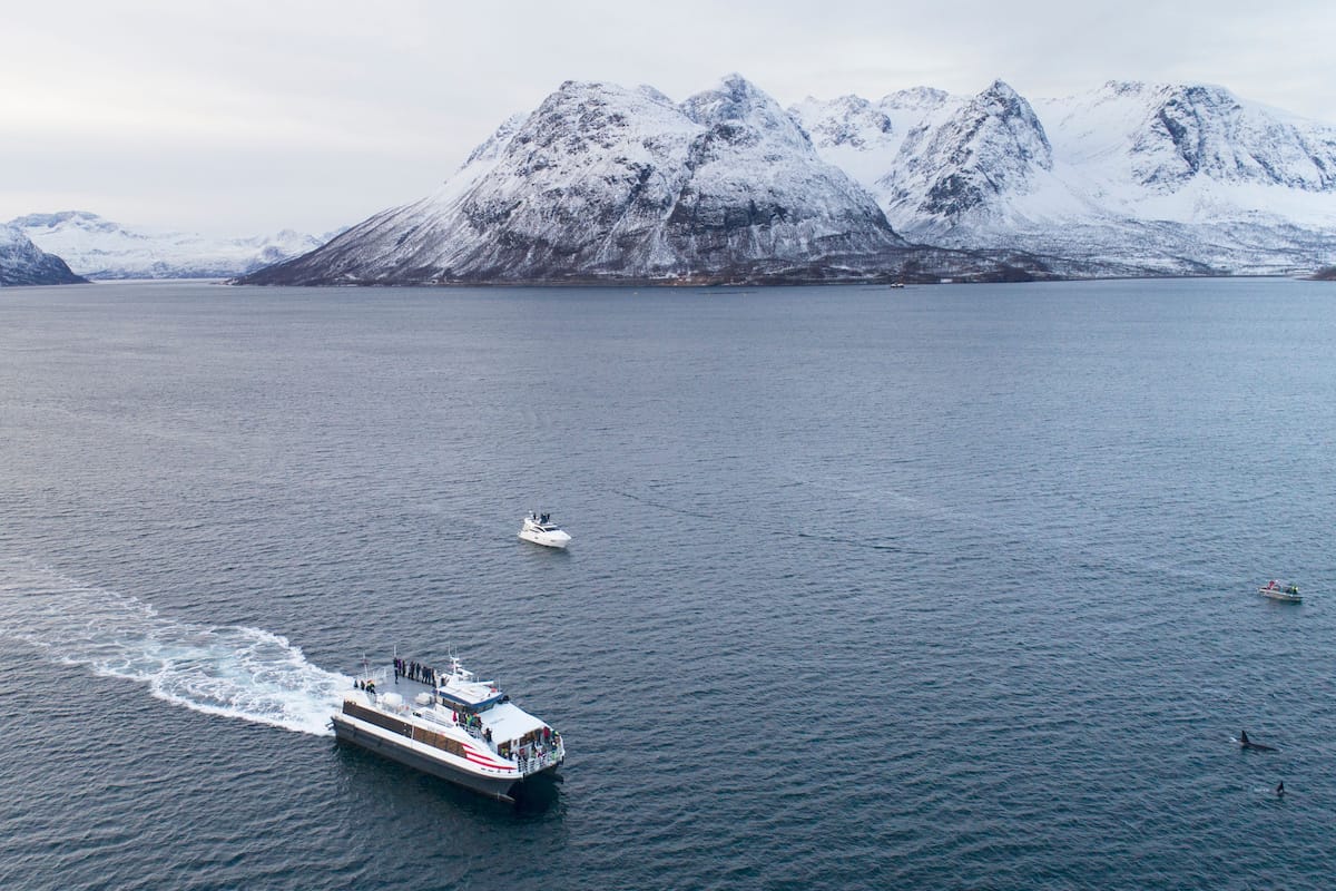 Catamaran whale watching tour in Tromso