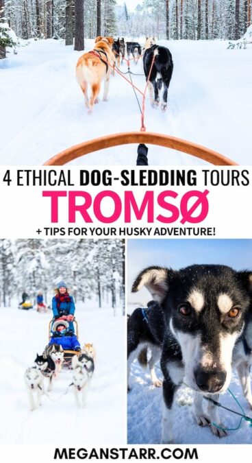 Are you looking to go dog sledding in Tromso, Norway? This guide answers all of your questions - from best husky tours to what to expect and wear (and more)! | Tromso mushing tours | Tromso dog sledding | Tromso dog sledding | Dog sledding in Tromso | Husky safari Tromso | Tromso in winter | Tromso itinerary | Best Tromso tours | Tromso things to do | What to do in Tromso | Visit Tromso | Visit Northern Norway | Tromso adventure tours | Tromso dog mushing