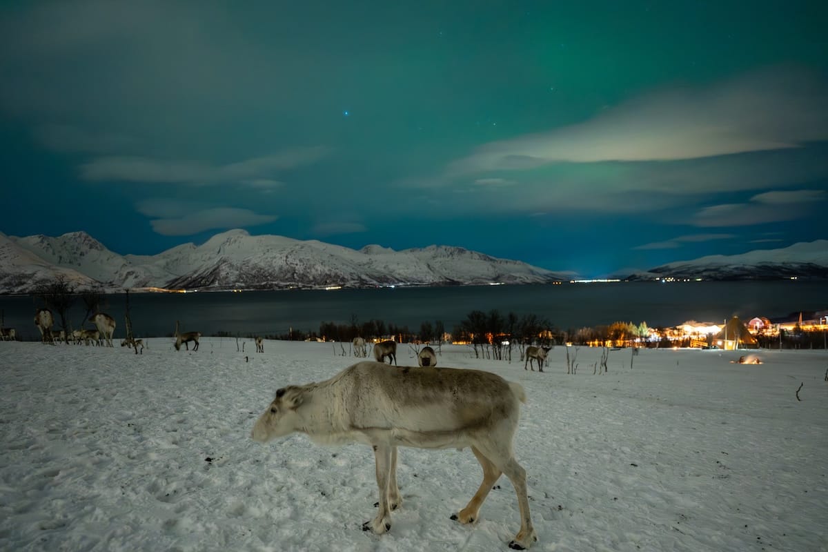 Visiting a reindeer farm in Tromso