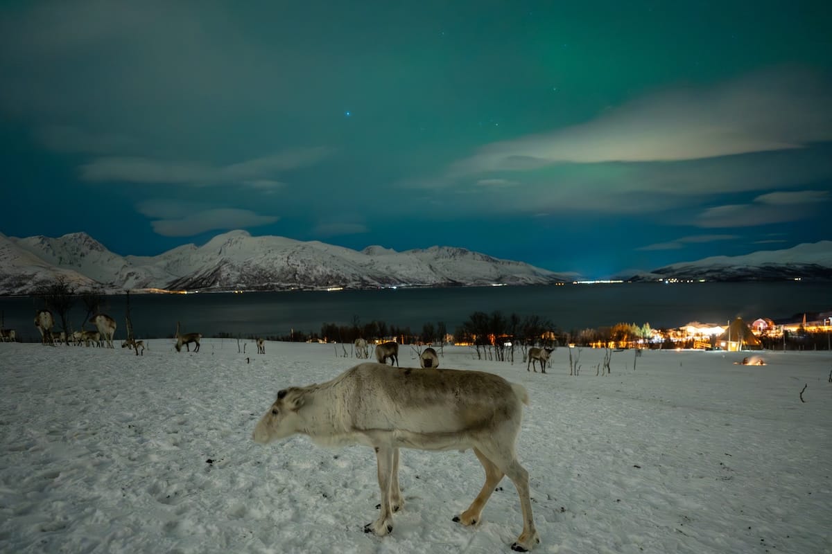 Visiting a reindeer farm (while the aurora visits me!)