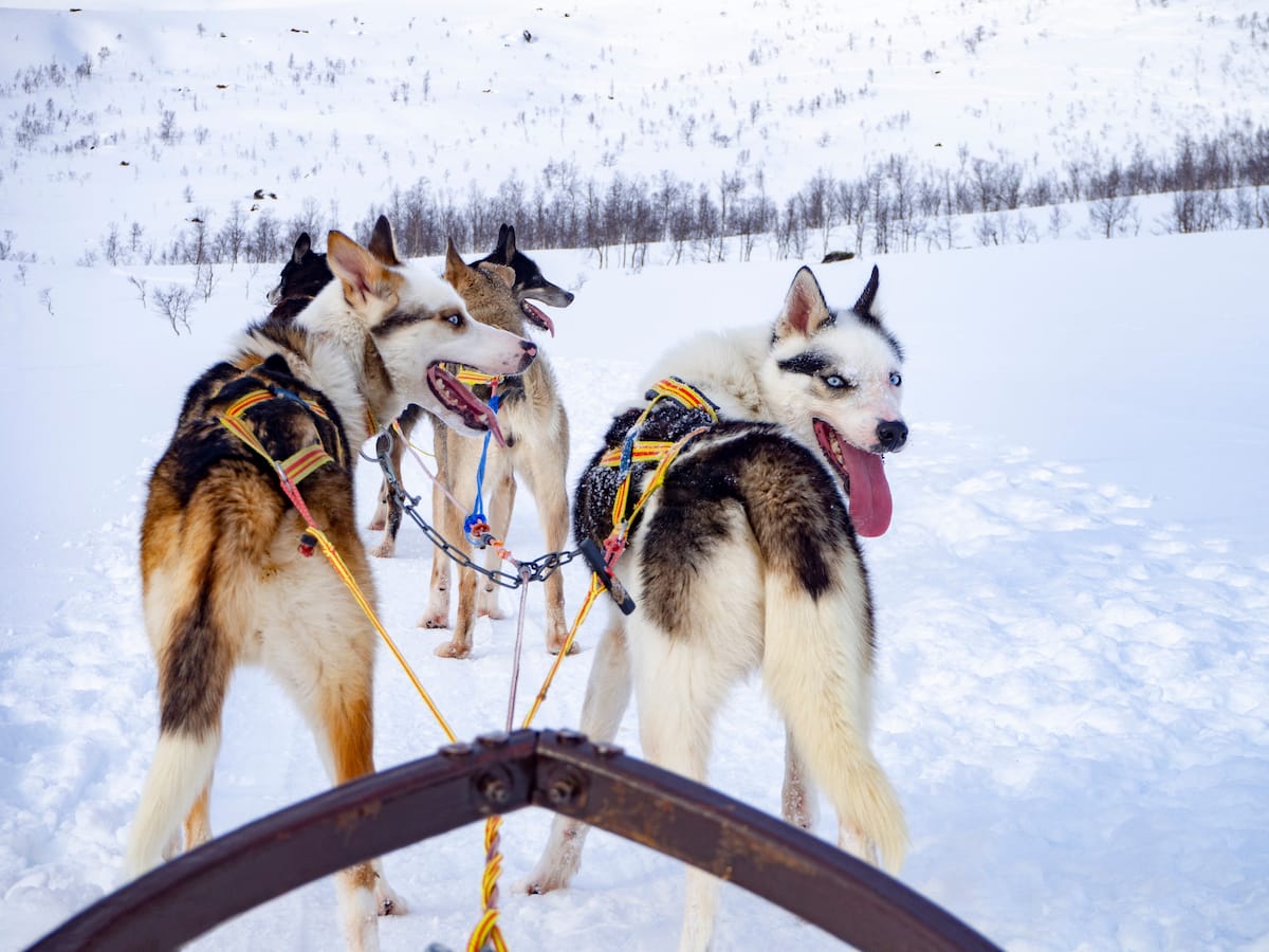 Dog sledding is Tromso is a must!