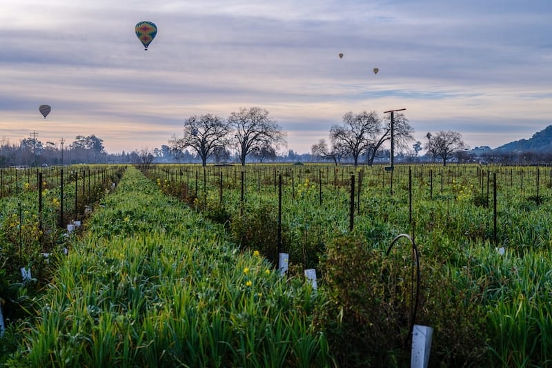 Napa Valley in winter