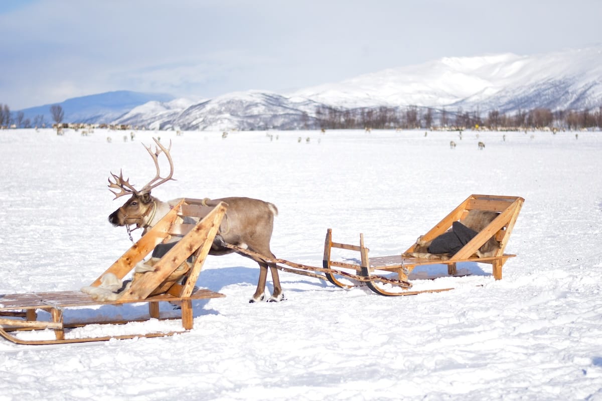 Reindeer sledding in Tromso