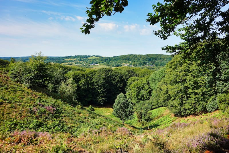 Rold Skov Forest