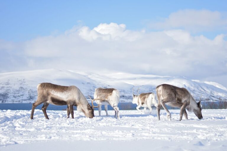Visiting and feeding reindeer in Tromso