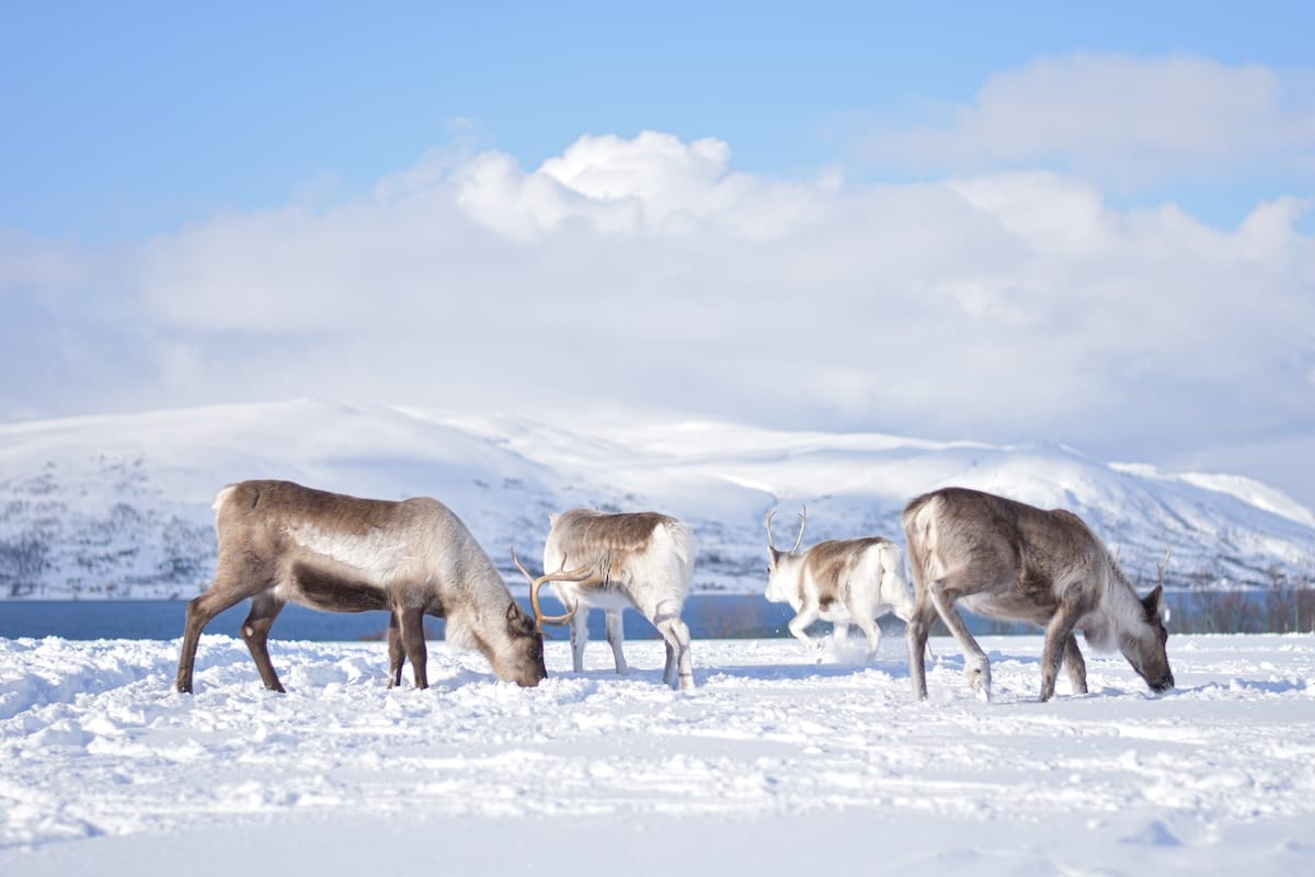 Visiting and feeding reindeer in Tromso