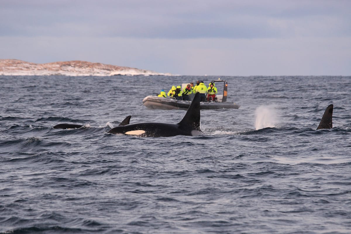 Whale watching from a RIB Boat