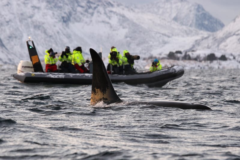 Whale watching in Tromso