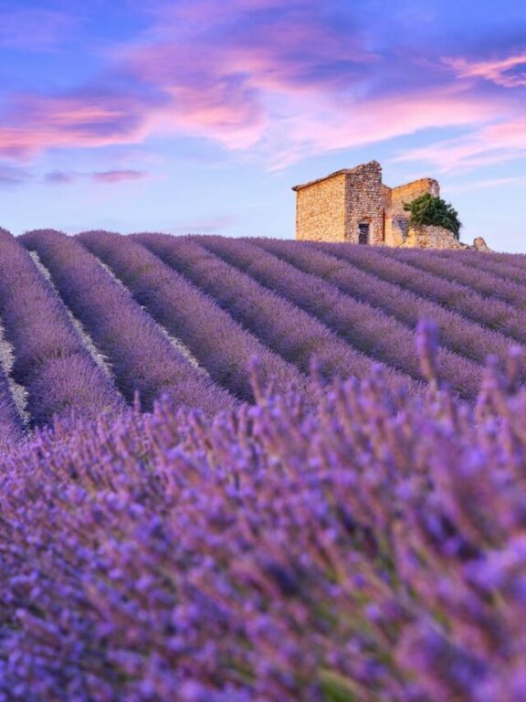 France Lavender Fields - Most Romantic places in Europe_508225357
