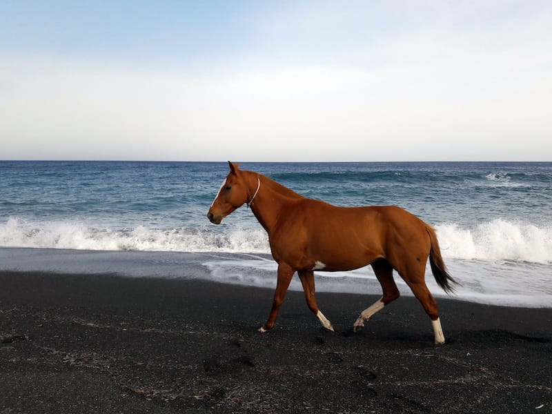 Hanging out with horses on Santorini