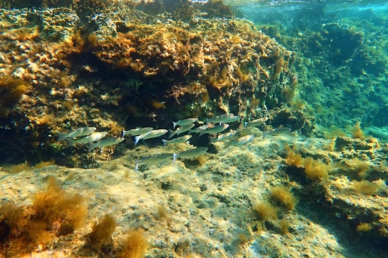 Snorkeling in Santorini