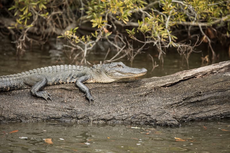 Alligators in the bayous of New Orleans