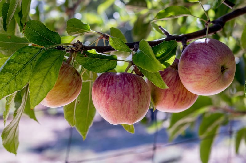 Apple orchard in Julian