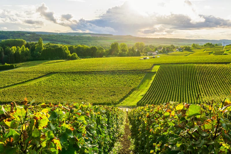 Champagne country around Reims