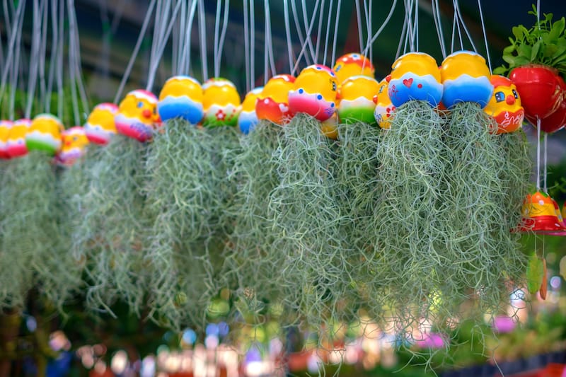 Christmas market + Spanish moss is peak Charleston