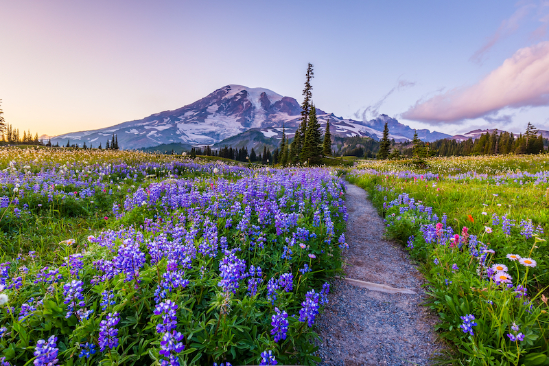 Hiking in Mount Rainier National Park