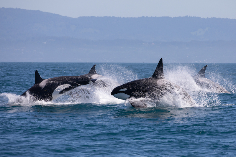 Whale watching in WA State