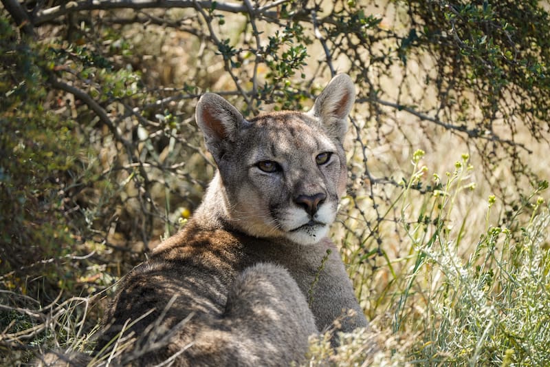 Puma trekking in Torres del Paine NP