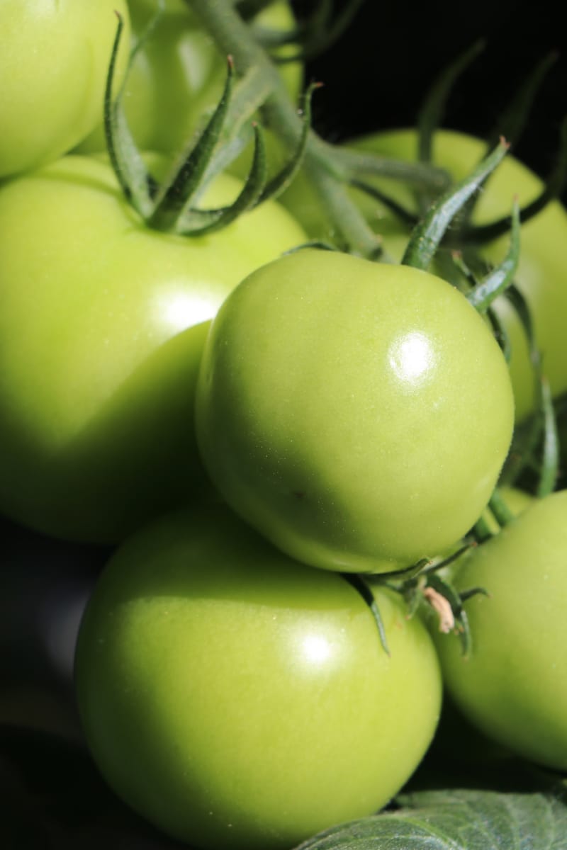 Green tomatoes from Friðheimar Tomato Farm