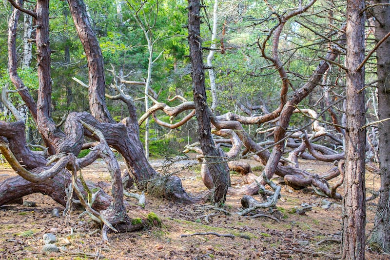 Trollskogen Nature Reserve