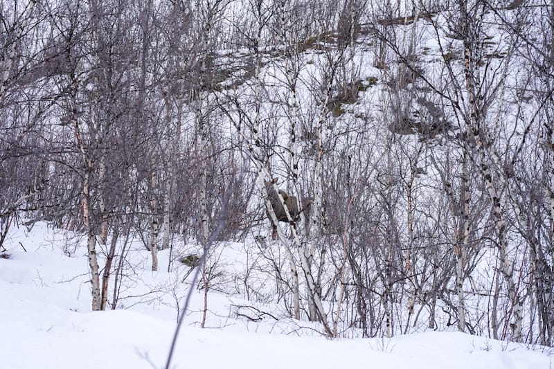 There is a moose hiding somewhere in the birch