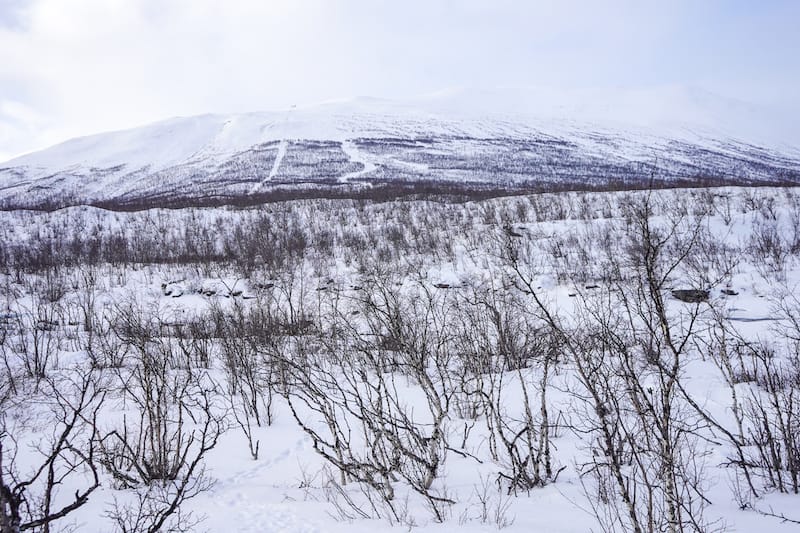 Abisko mountains in the background