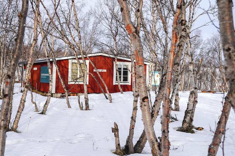 Birch in Abisko