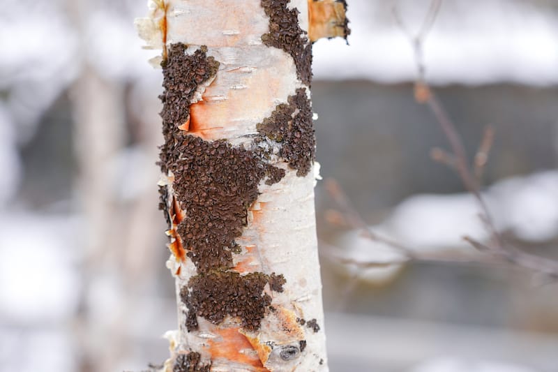 Black moss on a birch tree