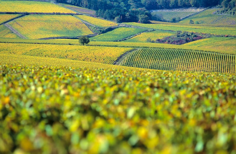 Chablis in autumn