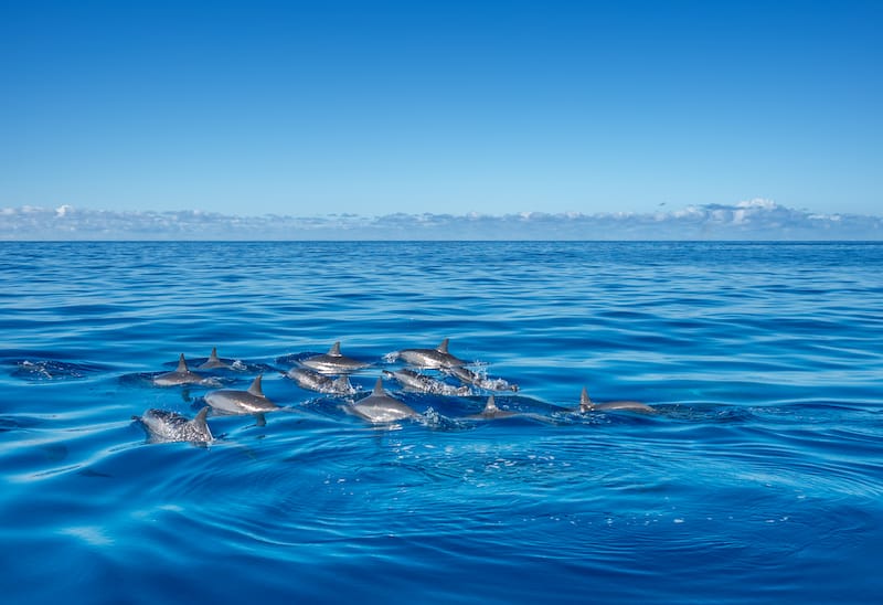 Dolphin watching near Honolulu
