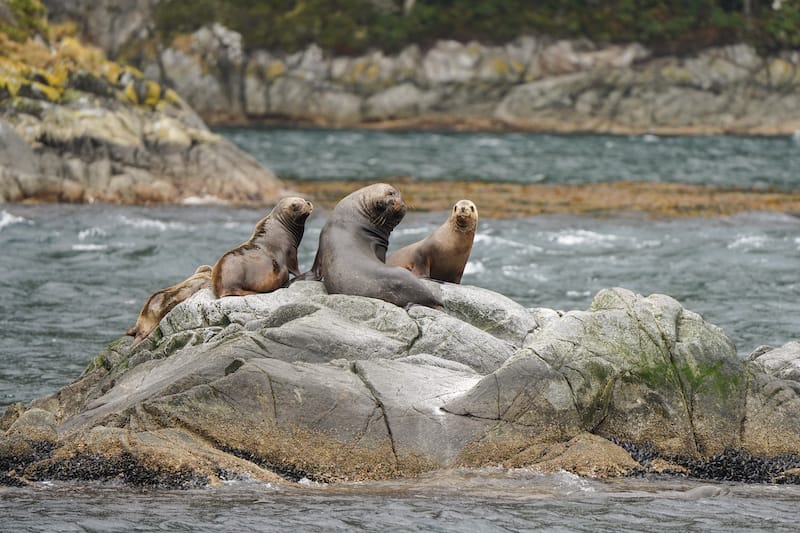 Sea lions on the tour