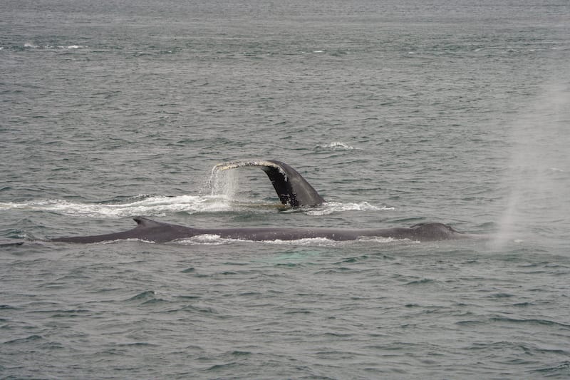 Sei whales on the tour