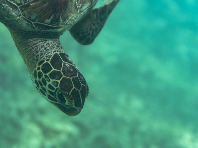 There are many turtles in Kailua Bay!