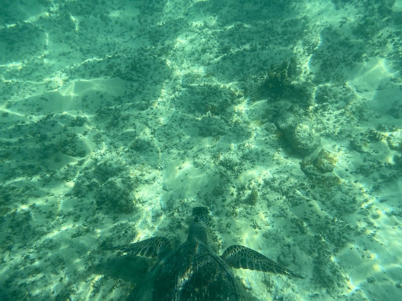 Turtle in Kailua Bay