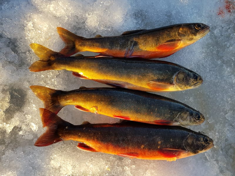Ice fishing for Arctic char