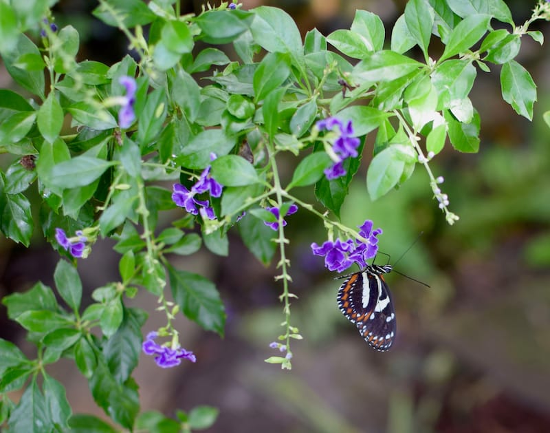 Key West Butterfly and Nature Sanctuary