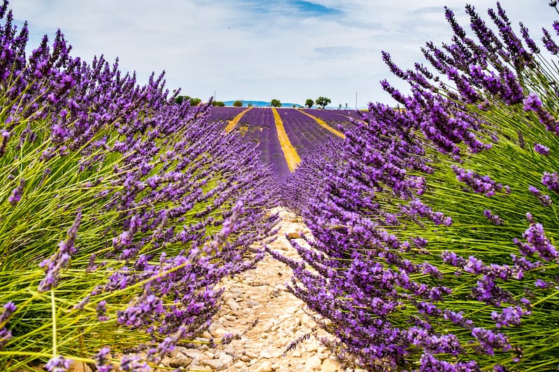 Lavender fields of Aix-en-Provence