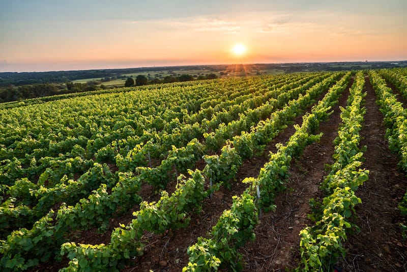 Loire Valley vineyards