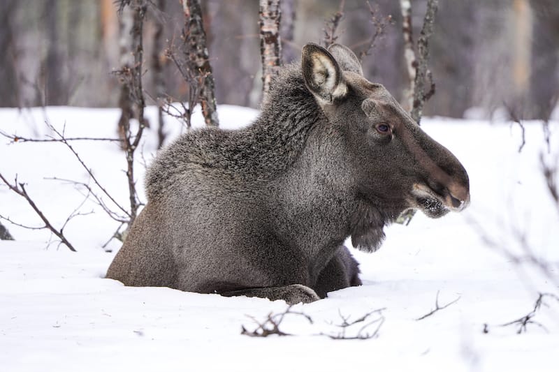 Moose spotting tour during winter in Abisko