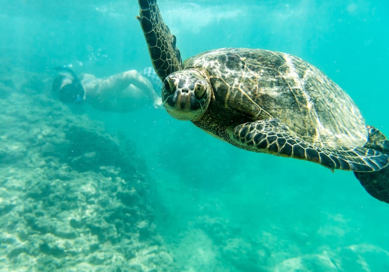 Oahu sea turtle