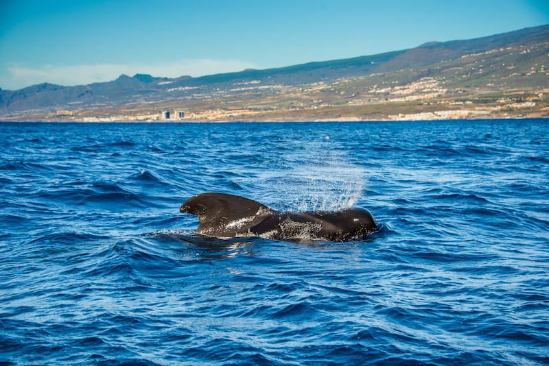 Taking a whale watching tour is one of the best things to do in Tenerife with kids